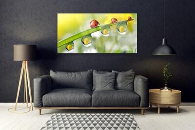 Glasbild aus Plexiglas® Blatt Marienkäfer Tautropfen Natur