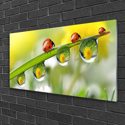 Glasbild aus Plexiglas® Blatt Marienkäfer Tautropfen Natur