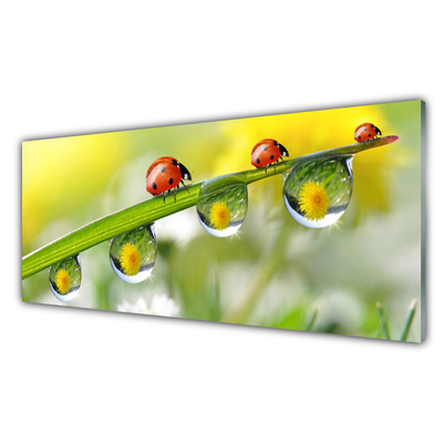 Glasbild aus Plexiglas® Blatt Marienkäfer Tautropfen Natur