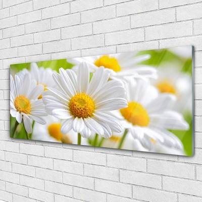 Glasbild aus Plexiglas® Gänseblümchen Pflanzen