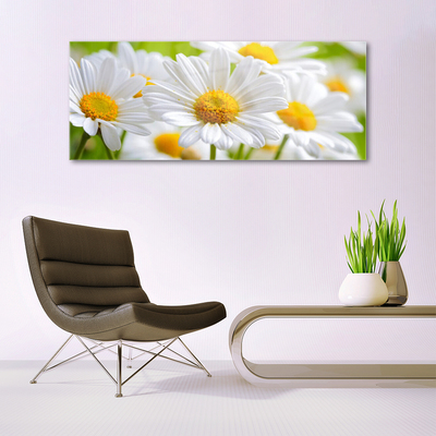 Glasbild aus Plexiglas® Gänseblümchen Pflanzen