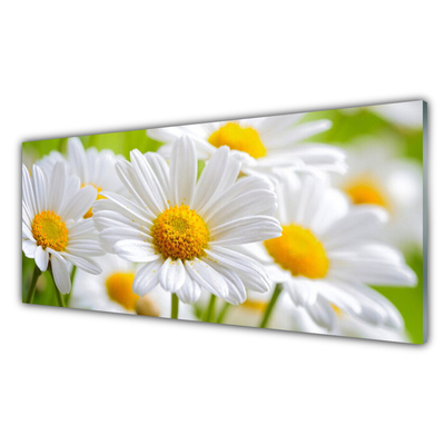 Glasbild aus Plexiglas® Gänseblümchen Pflanzen