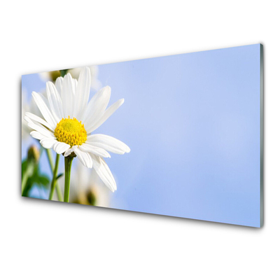 Glasbild aus Plexiglas® Gänseblümchen Pflanzen