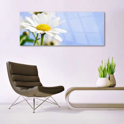 Glasbild aus Plexiglas® Gänseblümchen Pflanzen