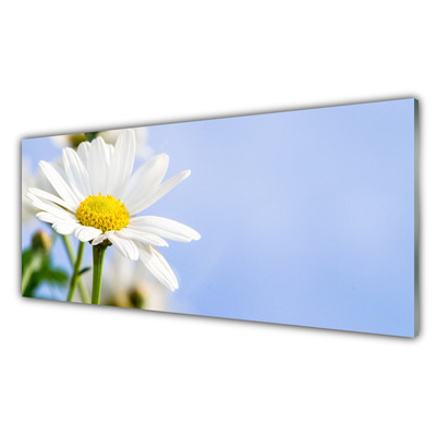 Glasbild aus Plexiglas® Gänseblümchen Pflanzen