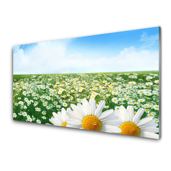 Glasbild aus Plexiglas® Wiese Gänseblümchen Pflanzen