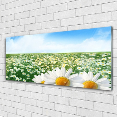 Glasbild aus Plexiglas® Wiese Gänseblümchen Pflanzen