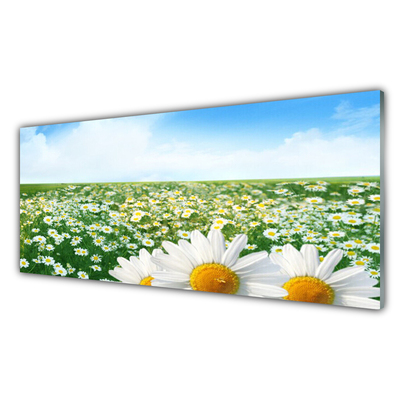 Glasbild aus Plexiglas® Wiese Gänseblümchen Pflanzen