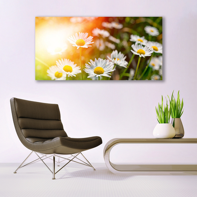 Glasbild aus Plexiglas® Gänseblümchen Pflanzen