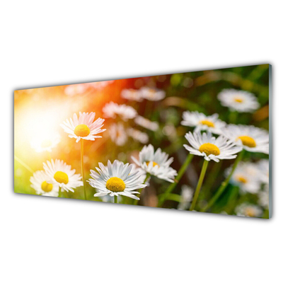 Glasbild aus Plexiglas® Gänseblümchen Pflanzen