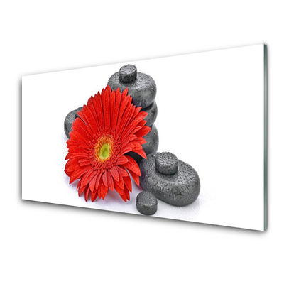 Glasbild aus Plexiglas® Blume Steine Pflanzen