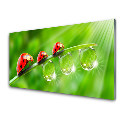 Glasbild aus Plexiglas® Gras Marienkäfer Tautropfen Pflanzen