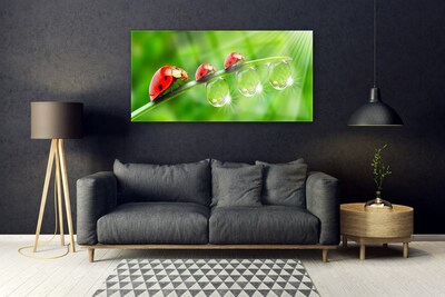 Glasbild aus Plexiglas® Gras Marienkäfer Tautropfen Pflanzen