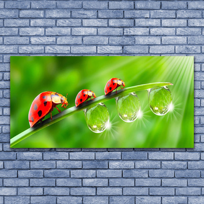 Acrylglasbilder Wandbilder aus Plexiglas® 125x50 Gras Marienkäfer Tautropfen 
