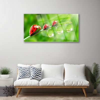 Glasbild aus Plexiglas® Gras Marienkäfer Tautropfen Pflanzen