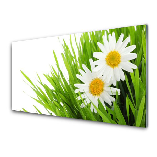 Glasbild aus Plexiglas® Gras Gänseblümchen Pflanzen