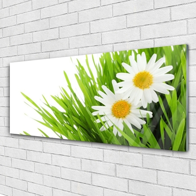 Glasbild aus Plexiglas® Gras Gänseblümchen Pflanzen