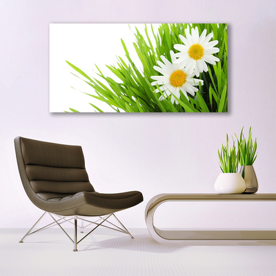 Glasbild aus Plexiglas® Gras Gänseblümchen Pflanzen