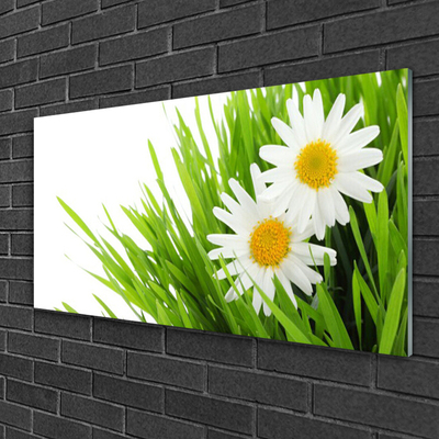 Glasbild aus Plexiglas® Gras Gänseblümchen Pflanzen