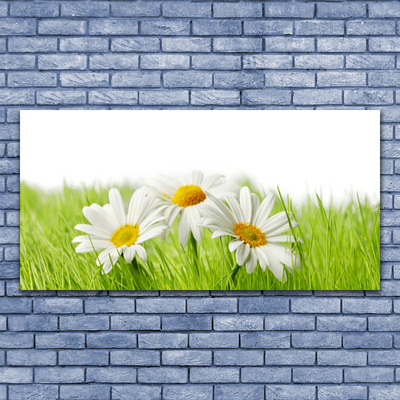 Glasbild aus Plexiglas® Gras Gänseblümchen Pflanzen