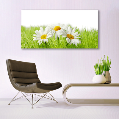 Glasbild aus Plexiglas® Gras Gänseblümchen Pflanzen