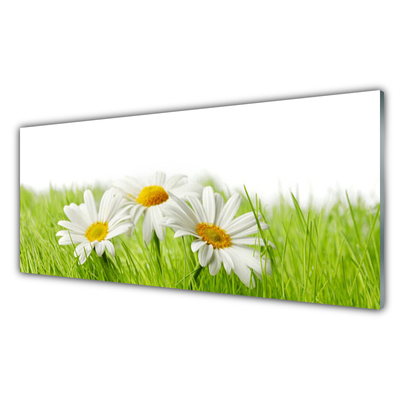 Glasbild aus Plexiglas® Gras Gänseblümchen Pflanzen