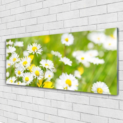 Glasbild aus Plexiglas® Gänseblümchen Pflanzen