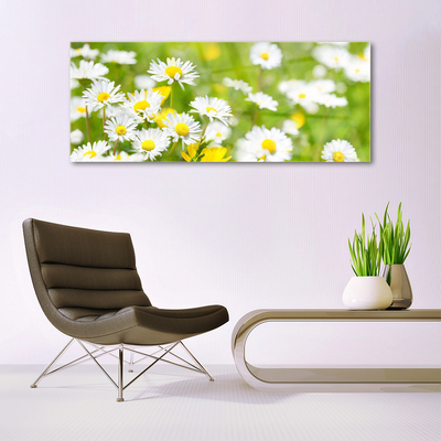 Glasbild aus Plexiglas® Gänseblümchen Pflanzen