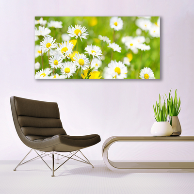 Glasbild aus Plexiglas® Gänseblümchen Pflanzen