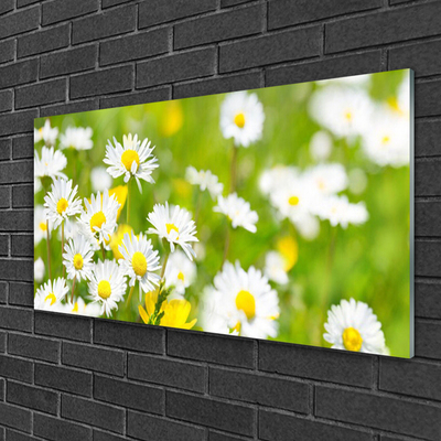 Glasbild aus Plexiglas® Gänseblümchen Pflanzen