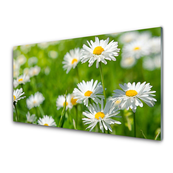 Glasbild aus Plexiglas® Gänseblümchen Pflanzen