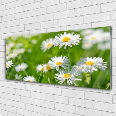 Glasbild aus Plexiglas® Gänseblümchen Pflanzen