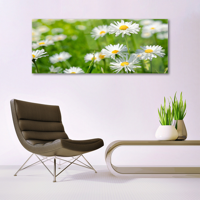 Glasbild aus Plexiglas® Gänseblümchen Pflanzen