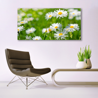 Glasbild aus Plexiglas® Gänseblümchen Pflanzen