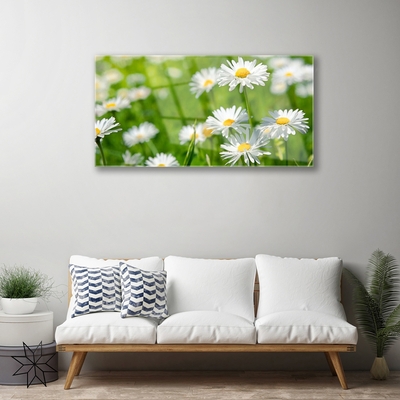 Glasbild aus Plexiglas® Gänseblümchen Pflanzen