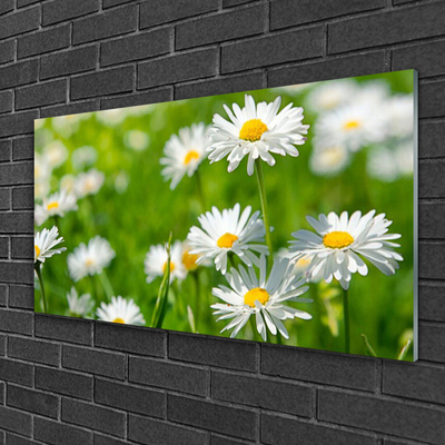 Glasbild aus Plexiglas® Gänseblümchen Pflanzen