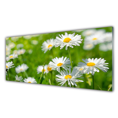 Glasbild aus Plexiglas® Gänseblümchen Pflanzen