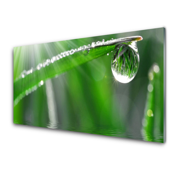 Glasbild aus Plexiglas® Gras Tautropfen Pflanzen