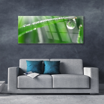 Glasbild aus Plexiglas® Gras Tautropfen Pflanzen