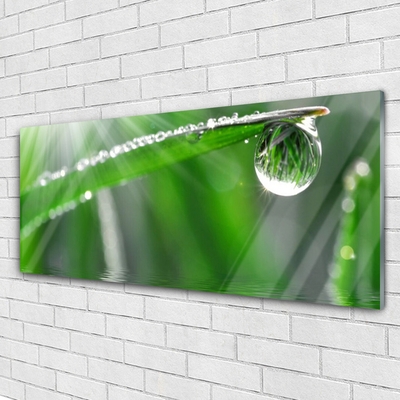 Glasbild aus Plexiglas® Gras Tautropfen Pflanzen