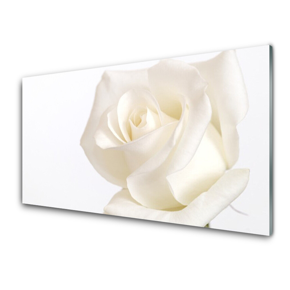 Glasbild aus Plexiglas® Rose Pflanzen