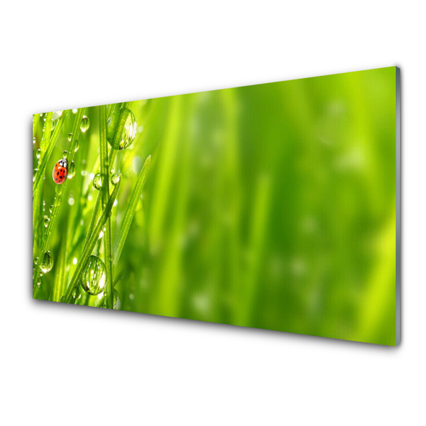 Glasbild aus Plexiglas® Gras Marienkäfer Natur