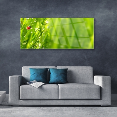Glasbild aus Plexiglas® Gras Marienkäfer Natur