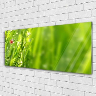 Glasbild aus Plexiglas® Gras Marienkäfer Natur