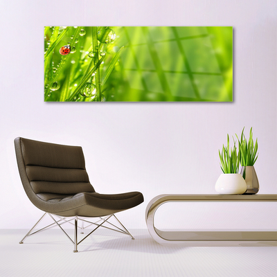 Glasbild aus Plexiglas® Gras Marienkäfer Natur