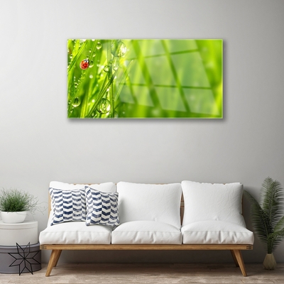 Glasbild aus Plexiglas® Gras Marienkäfer Natur
