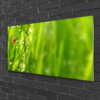 Glasbild aus Plexiglas® Gras Marienkäfer Natur