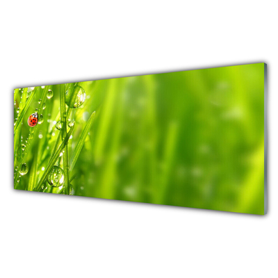 Glasbild aus Plexiglas® Gras Marienkäfer Natur