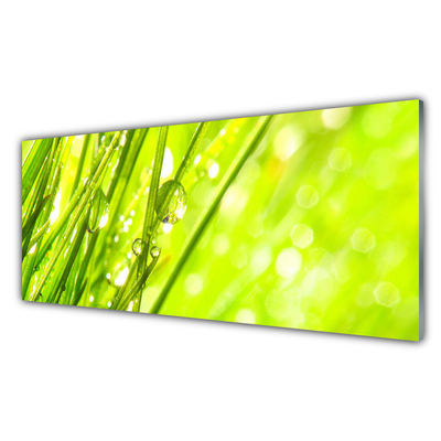 Glasbild aus Plexiglas® Gras Natur