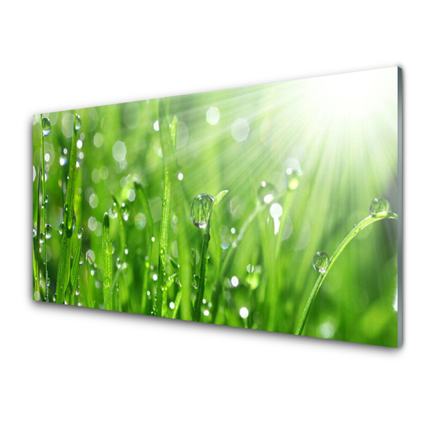 Glasbild aus Plexiglas® Gras Natur